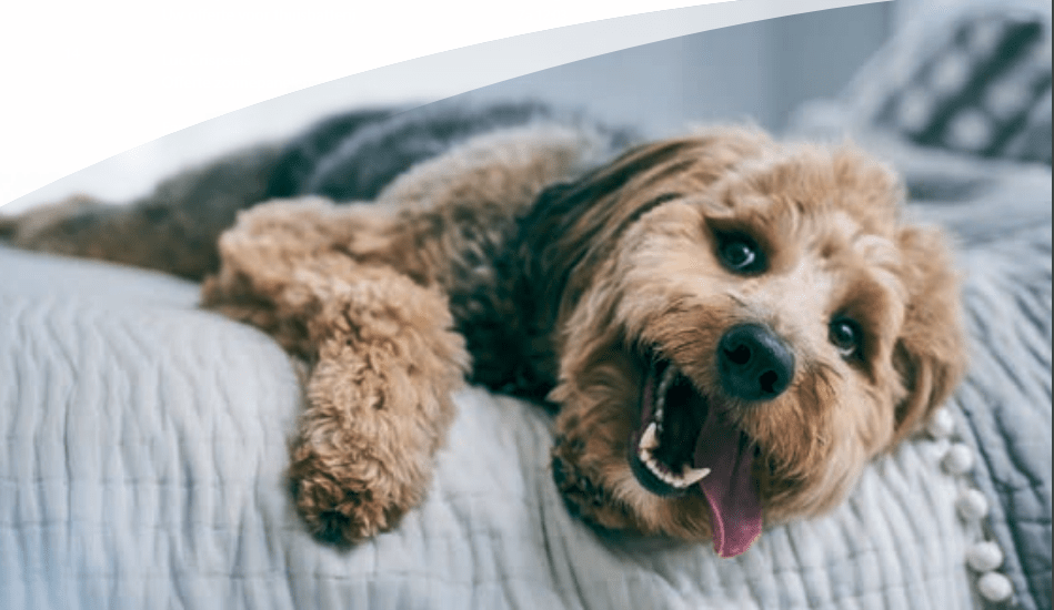 Bespaar met Hill’s Advantage op&nbsp;dierenvoeding